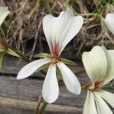 Pelargonium longifolium